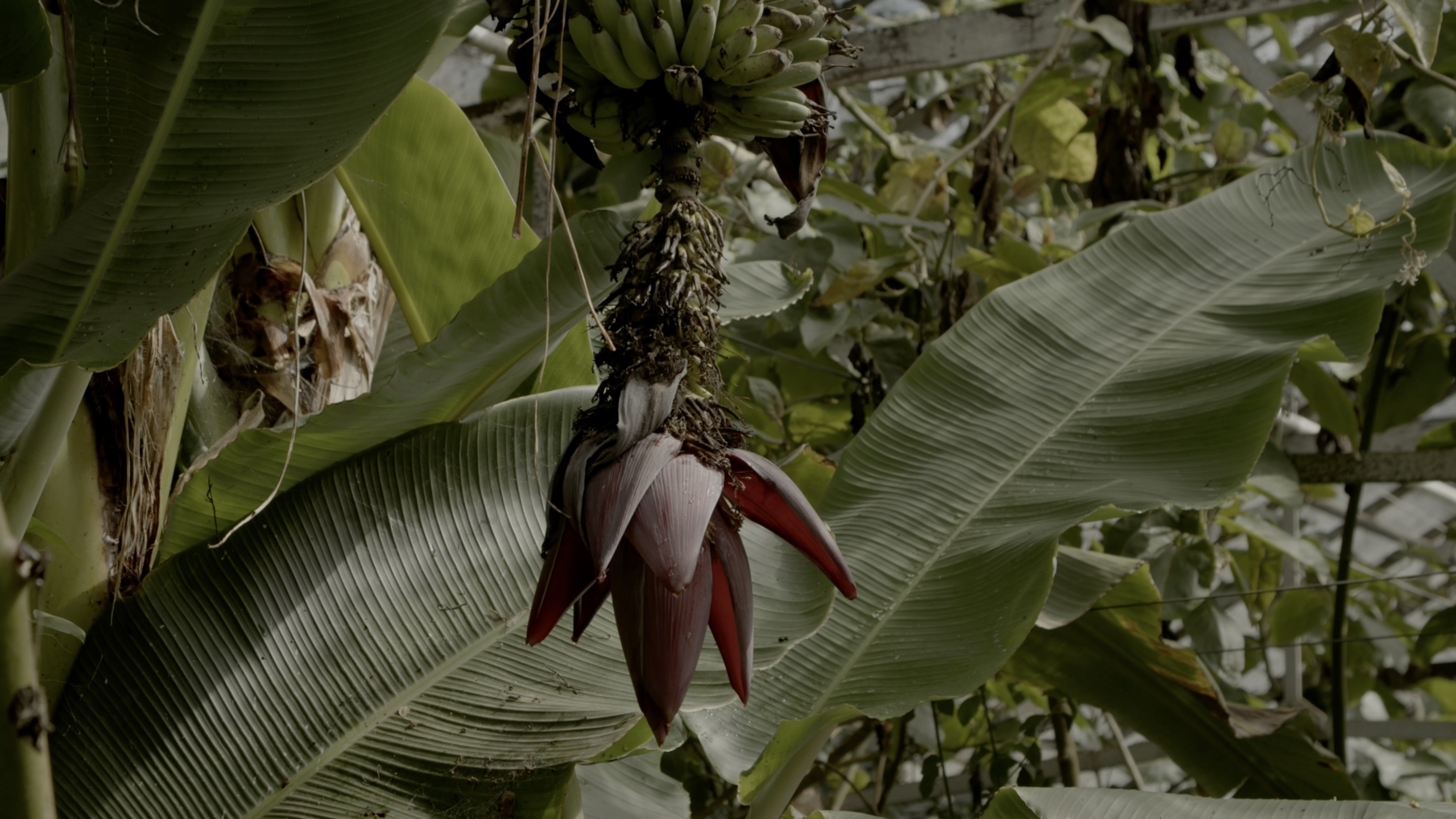 Still 3 from Sustainable Sovereignty